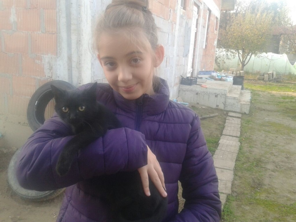 Котките