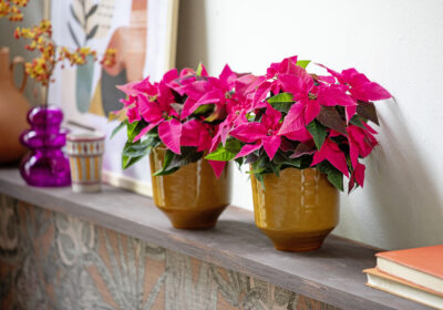 коледна звезда