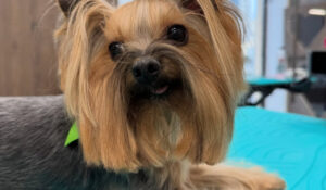 Откриват модерен фризьорски салон за кучета в София