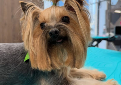 Откриват модерен фризьорски салон за кучета в София