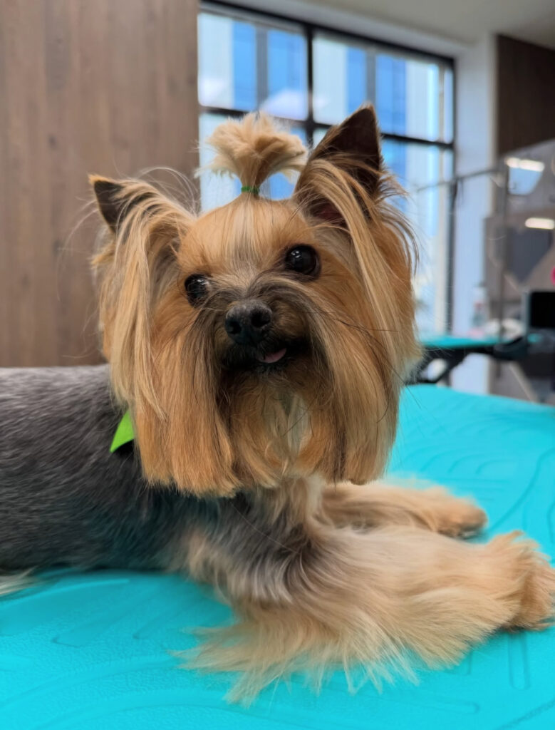 Откриват модерен фризьорски салон за кучета в София